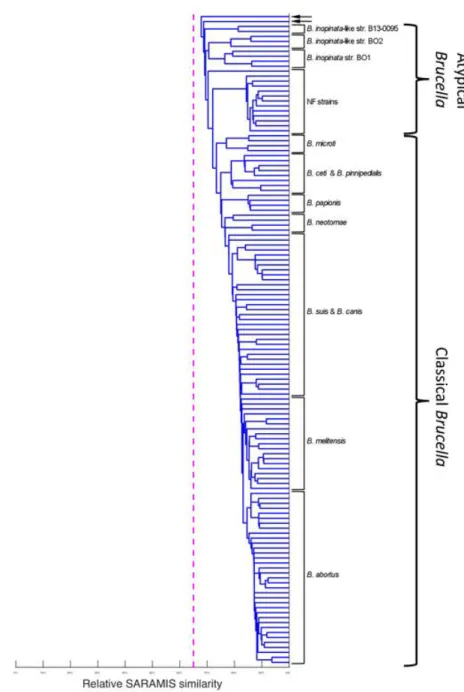 Figur e S3:  Proximity of  M A L DI-T O F  MS spectra. Dendrogram  constructed from  MALDI-TOF MS  spectra  using  SARAMIS  (bioMérieux)