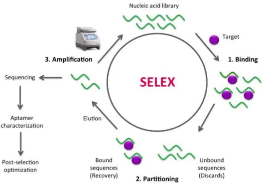 Fig. 4. SELEX process for DNA. Step1 Binding, Step 2 Partitioning, Step 3 Amplification