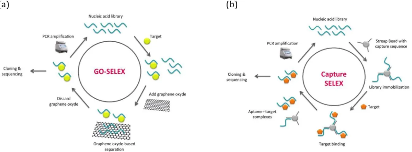 Fig. 5. SELEX process for small molecules. a) Scheme of graphene oxide-based SELEX (GO-SELEX)