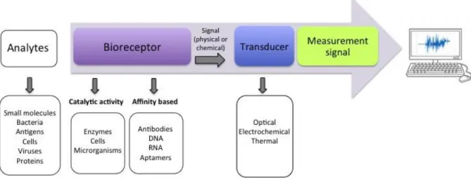 Fig. 6. Schematic illustration of a biosensor. Upon binding of a bioreceptor towards an analyte, the  transducer collects this interaction and converts it into a measurable signal