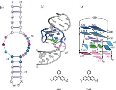 Fig.  15: Predicted structures of MGA and their  targets.  Chemical structure of  malachite green (MG) and  tetramethylrosamine (TMR)