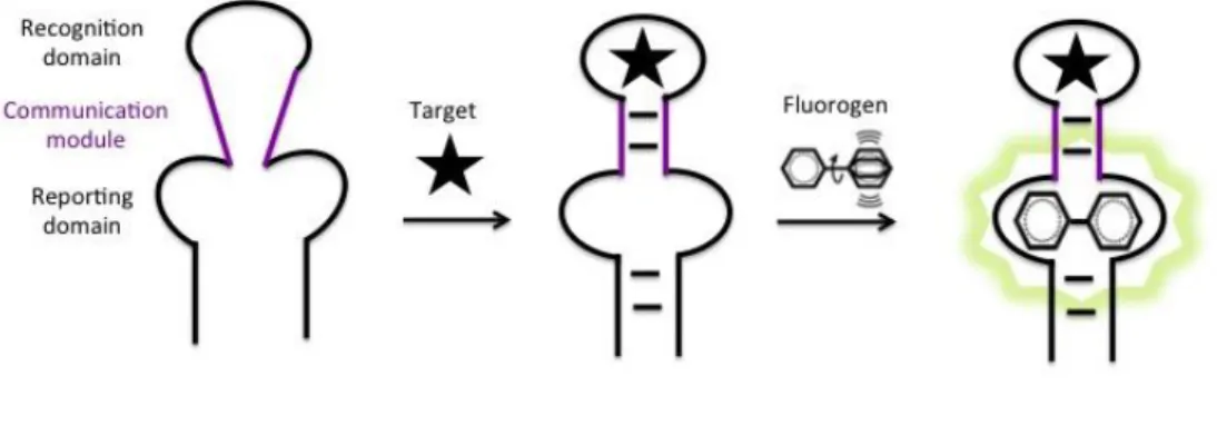 Fig. 16. Allosteric light-up aptamer