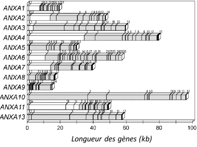 Figure 2 : Organisation structurale des gènes codant les annexines humaines. Les douze gènes codant  les annexines humaines (famille A) présentent une organisation générale commune avec de nombreux  introns  dans  la  région  3’  et  des  exons  plus  gran