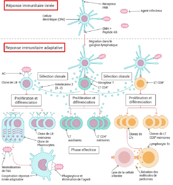 Figure 10  :  Acteurs de la réponse immunitaire innée et  adaptative.  L’immunité  innée constitue  la  première ligne de défense de l’organisme contre les pathogènes