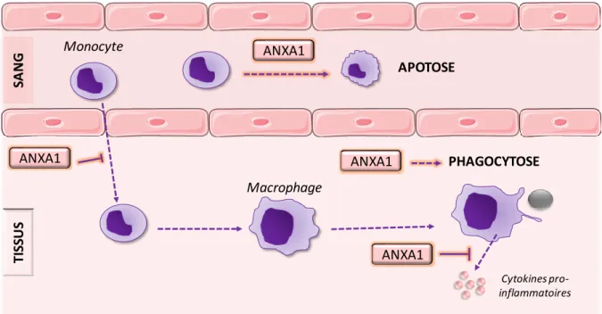 Figure 14 : Effet de l’annexine A1 sur les monocytes/macrophages. Une fois passés du compartiment  sanguin  au  compartiment  tissulaire,  les  monocytes  se  différencient  en  macrophages