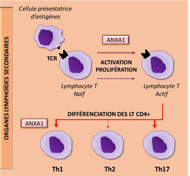 Figure  15  :  Effet  de  l’annexine  A1  sur  l’activation  et  la  différenciation  des  lymphocytes  T