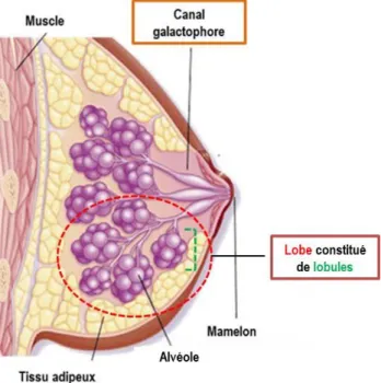 Figure  19 :  Représentation  schématique  d’une  coupe  de  sein.  Le  sein  est  constitué  de  la  glande  mammaire ainsi que de tissus conjonctifs et adipeux