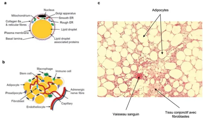 Figure  3  :  Composition  du  tissu  adipeux  blanc.  (a)  Adipocyte  mature.  (b)  Constituants  cellulaires  du  tissu  adipeux  (d’après  (Wronska, 2012 #468))