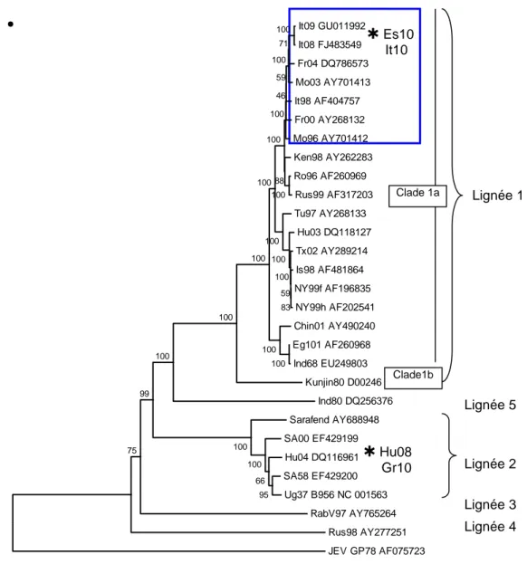 Figure 5 : Arbre phylogénétique établi à partir du séquençage du génome complet de différentes  souches virales de WNV (seules 5 lignées ont été représentées)