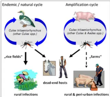 Figure 10 : cycle de transmission du JEV [81] 