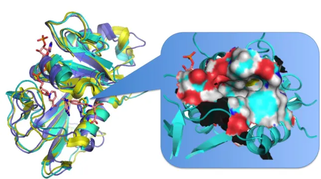Figure 4.  Superimposition  of human CDK2 crystal structure  PDB ID 2C6T (in  yellow  cartoon)  and  best  performing  structures  of  the  generated  RCE  for  enrichment  at  5%: 