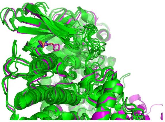 Figure S1.  Superimposition of nine CDK2 structures (PBD ID: 3ti1, 3tiy, 4erw, 4ez3, 4acm,  2xmy,  2xnb,  2x1n,  2c6t)  bound  to  various  ligands  and  two  apo  CDK2  structures  (PDB  ID: 