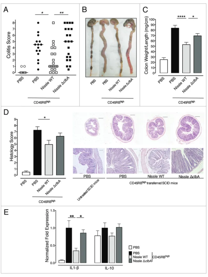 Figure 4. E. coli Nissle 1917 requires a functional pks island for attenuation of cD4 +  cD45RB high  T cell-induced colitis