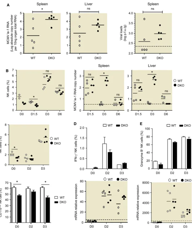 Figure 7. Dok1/Dok2 proteins are required to early control of MCMV infection. #