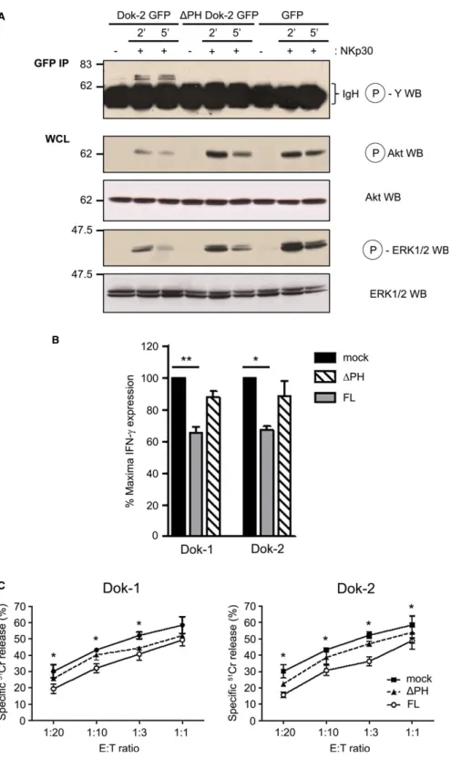 Figure 2 . Dok 1 and Dok 2 negatively regulate the NK-cell signaling and function triggered by ITAM receptors.