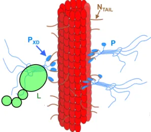 Figure    1.    Modèle    de    nucléocapside    faite    d’un    homopolymère    de    protéine    N    (en    rouge)    entourant   l’ARN   génomique   (non   représenté)   et    hérissé   de   N TAILs    (il   faut   imaginer   autant   de   N TAILs    