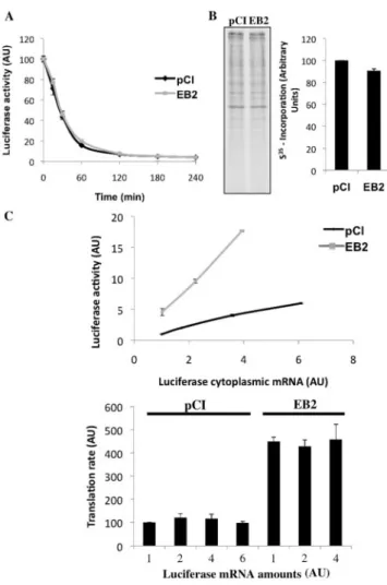 Figure 3. EB2 does not aﬀect protein stability or global cellular mRNA translation and its eﬀect on translation is independent of the amount of cytoplasmic luciferase coding mRNA