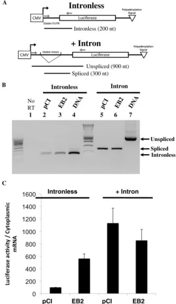 Figure 4. Translation stimulation does not occur with spliced mRNAs.