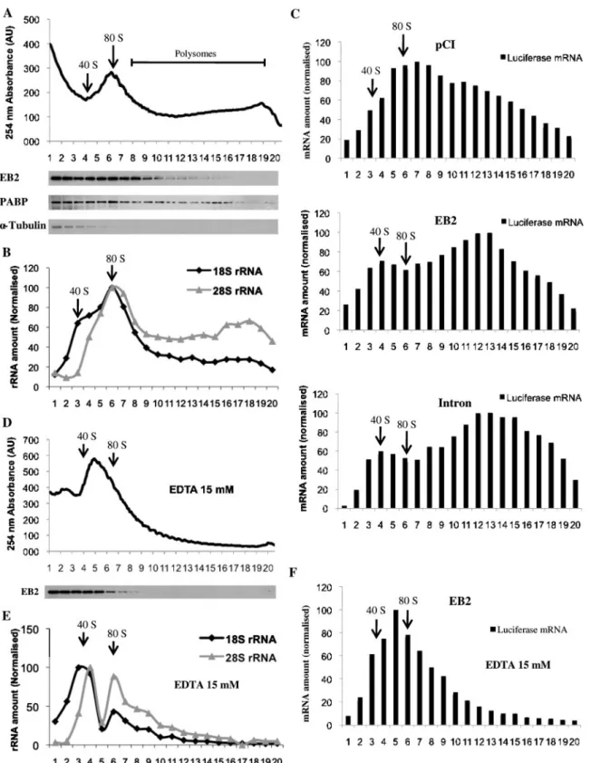 Figure 5. EB2 cosediments with polyribosomes and enhances utilization of its target mRNA by the translation machinery