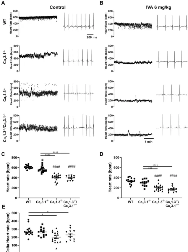Figure 5.  Heart rates in wild-type and mutant mice under pharmacologic inhibition of I f 