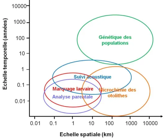 Figure  1.3 :  Echelles  temporelles  et  spatiales  correspondant  aux  différentes  approches  de  mesures de la dispersion des organismes récifaux-coralliens (modifiée de Jones et al