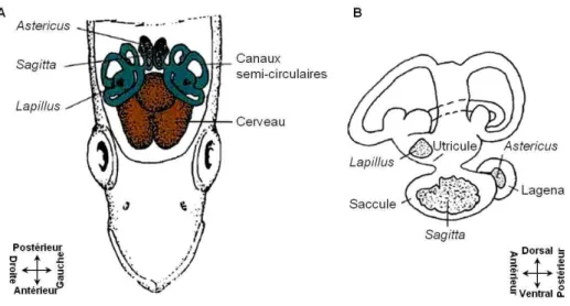 Figure 1.4 : Positionnement  des  otolithes  au  sein  de  l’oreille  interne  d’un  téléostéen  typique