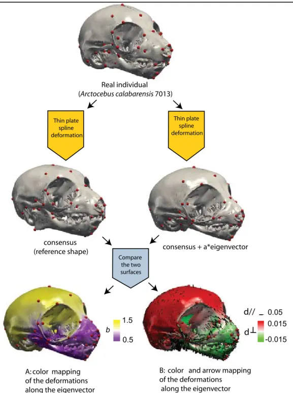 Figure 1.5: Patterns of cranio-mandibular shape transformation along an eigenvector. A: colors indicate the  relative amount of change in local area that was necessary to attain that shape, with the reference being in  that specific example the consensus s