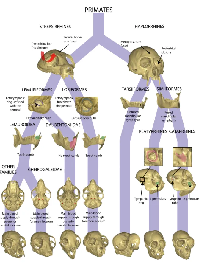 Figure 2.1: Important cranio-mandibular characters used to distinguish the major primate groups.