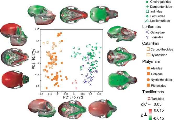 Figure 2.2: PCA of cranio-mandibular shape in primates, and associated patterns of shape variation
