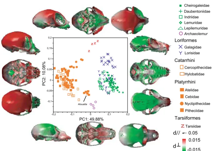 Figure 2.3: PCA of cranial shape in primates and associated patterns of shape variation