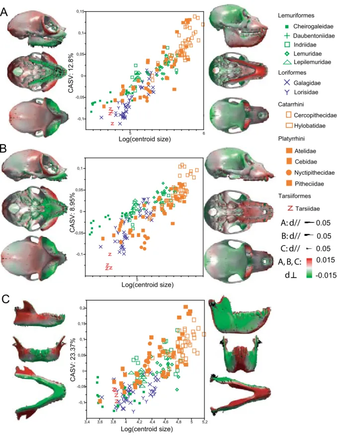 Figure 2.5: Allometric patterns in the primate skull. Plots presenting cranio-mandibular CASV scores ver- ver-sus centroid size in primates are presented along with the associated shape change patterns