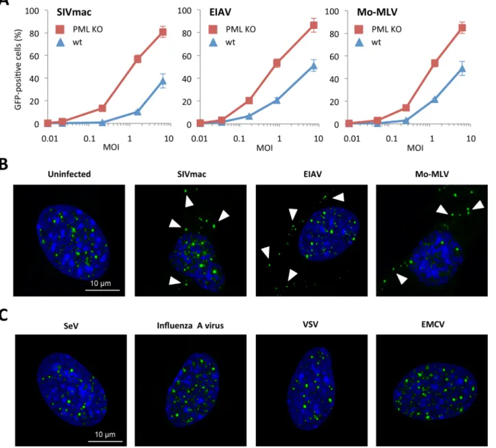 Fig 4. Effect of PML expression on retroviral infection. (A) Wt or PML KO MEFs were transduced at different MOI with VSV-G pseudotyped EIAV, Moloney-MLV or SIVmac derived vectors expressing GFP during 48h and the percentage of GFP expressing cells was dete