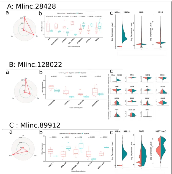 Fig. 5 Prediction of potential functions of the candidates with k-mer quantification and single-cell