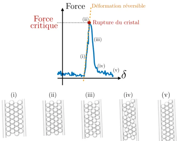 Figure 2.3 – (a) Force appliquée en fonction du déplacement de la "pushing" pipette