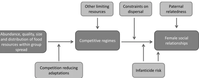 Figure 1.1 Representation of the current socioecological model on the ecology of social relationships  amongst  female  primates  (adapted  from  Schülke  &amp;  Ostner  2012;  see  also  Sterck  et  al