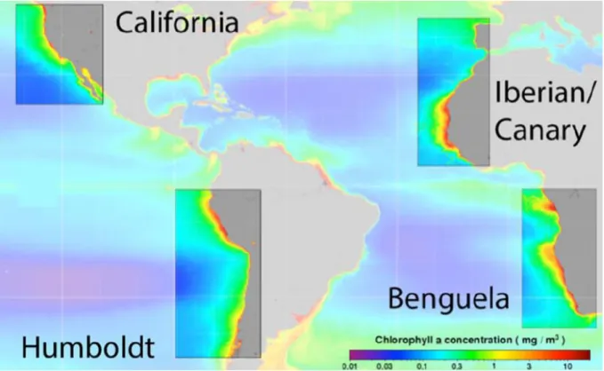 Figure 1.1. EBUS localization and their chlorophyll-a annual average concentrations. Source  Bakun et al