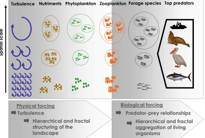 Figure  1.4.  Schematic  representation  of  the  concept  of  bottom-up  transfer  of  behavior  and  spatial structuring