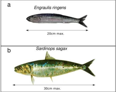 Figure 1.9. Peruvian anchovy (a) and sardine (b). 