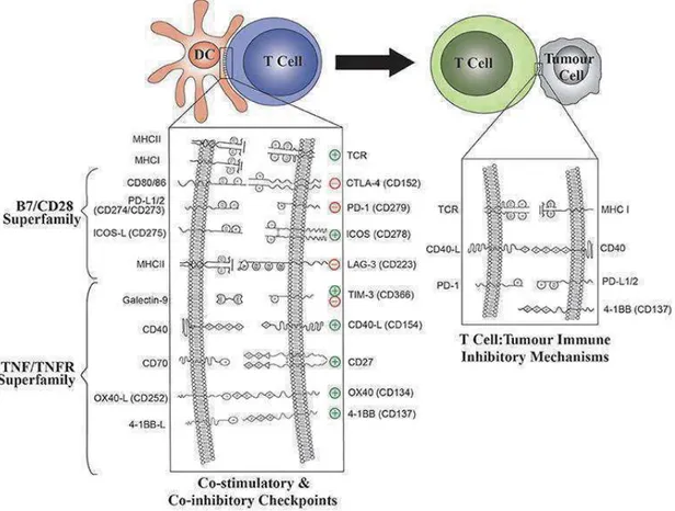 Figure 4 : Molécules co-inhibitrices ou co-stimulatrices dans les interactions DC/ lymphocyte T et  lymphocyte T/tumeur (5) 