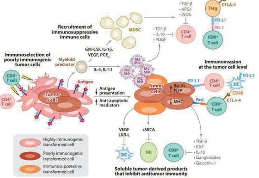 Figure 5: Mécanismes immunitaires menant à la perte des fonctions immuno-protectrices(9)