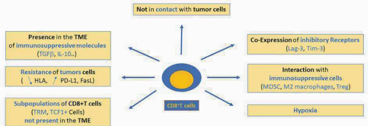 Figure 6: Défaillance des T CD8+ au sein du micro-environnement tumoral (11).  