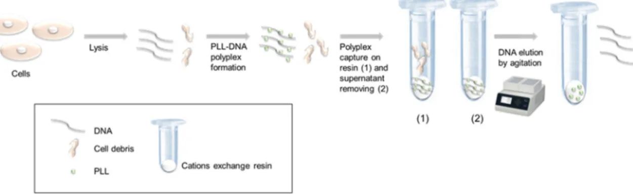 Figure 1. Principe of DNA extraction and purification while using DNA-polylysine (PLL) resin  complex