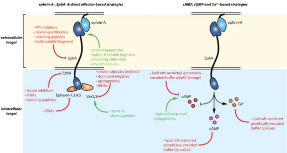 Figure 2. Summary of the available strategies enabling the manipulation of ephrin-A:EphA signaling