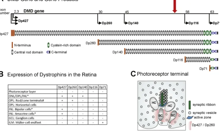Fig. 1. Schematic overview of DMD-gene products and their expression in the retina. (A) Genetic organization of the DMD-gene