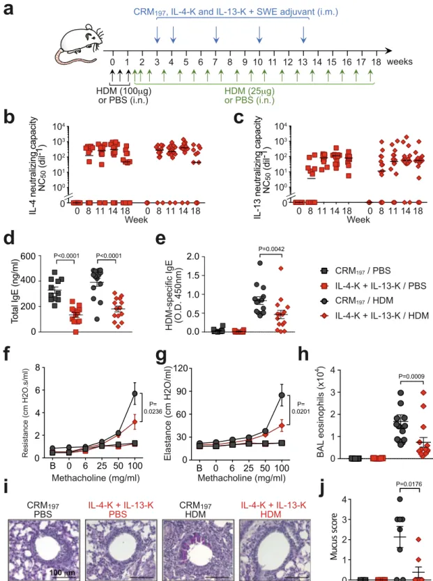 Fig. 3 Dual therapeutic vaccination with IL-4-K and IL-13-K ameliorates chronic asthma