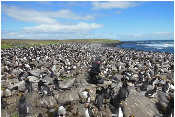 Figure 2.7: Studied colony of Macaroni penguins at Cap Cotter, Kerguelen  Archipelago