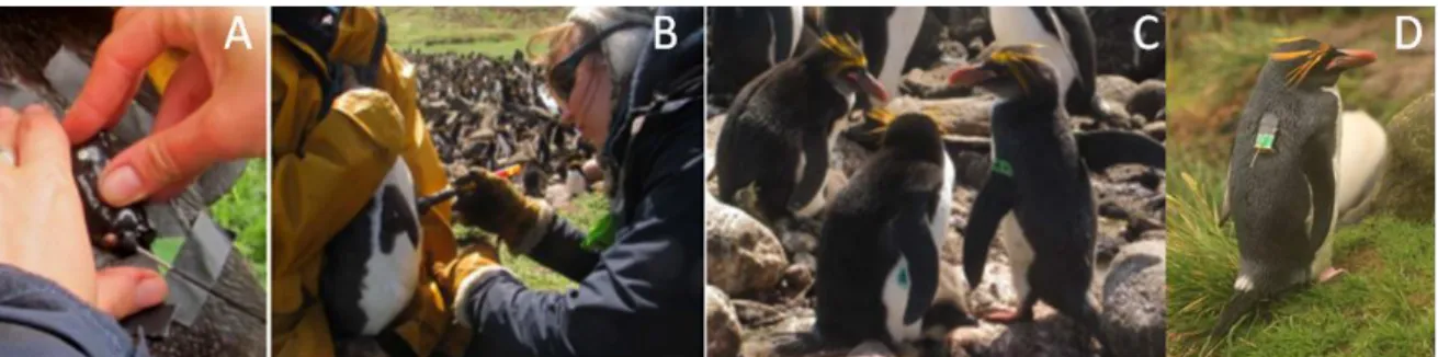 Figure 2.10: Some aspects of field work. A. Equipment of a Macaroni penguin with an Argos tag