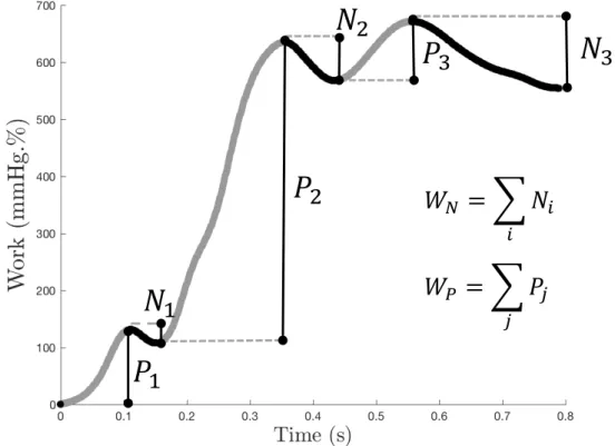 Figure 3: Myocardial work curves and method of calculation. Positive (P i ) and negative (N j )  work  are  marked  respectively  as  grey  and  black