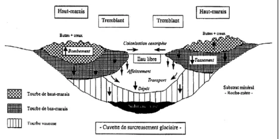 Figure 3 : Processus de développement de la tourbière mise en jeu au cours de l’atterrissement d’un  plan d’eau  (d’après Francez, 2000)