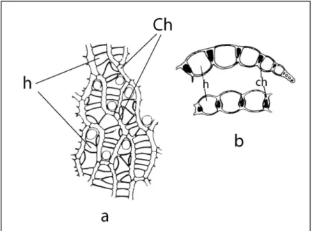 Figure 8 : Représentation schématique d’une feuille de sphaigne (a) et de sa coupe transversale  (b),  Ch : cellules chlorophyliennes ; h : cellules hyalines ou hyalocystes 